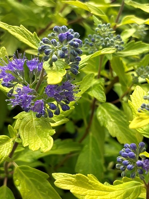 Caryopteris Gold Crest